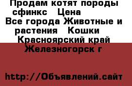 Продам котят породы сфинкс › Цена ­ 4 000 - Все города Животные и растения » Кошки   . Красноярский край,Железногорск г.